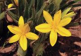 Hypoxis sp. Closer.