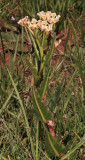 Pachycarpus schinzianus