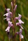 Striga bilabiata cf. Close-up.
