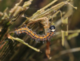 Zeronopsis leopardina catterpillar on Cycad.
