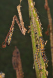 Zeronopsis leopardina catterpillars on Cycad.