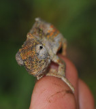 Chameleon on vinger.