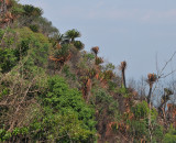 Encephalartos transvenosus forest.