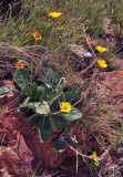 Gerbera ambigua