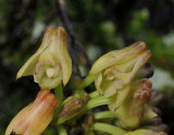 Polystachya albescens subsp. imbricata. Close-up.