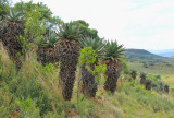 Aloe marlothii