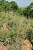 Aloe transvaalensis in habitat.