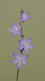 Thelymitra PNG. 