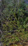 Drosera regia. Satellite plant.