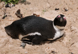 African Penguin.