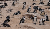 African Penguins