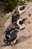 African Penguin chicks.