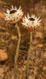 Syncarpha variegata 