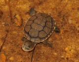Freshwater turtle.