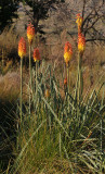 Kniphofia uvaria