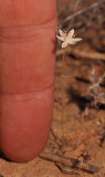 Ornithogalum sp. with finger.