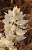 Ornithogalum sp. Close-up.