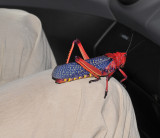 Phymateus morbillosus on lap.