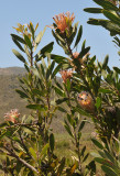 Protea neriifolia