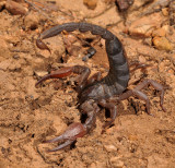 Scorpion angry