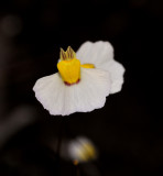 Utricularia bisquamata. Close-up.