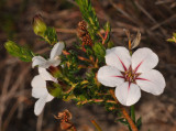Adenandra uniflora