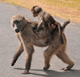 Baboons on the road.