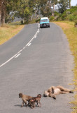 Baboons sunbathing on the road.