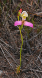 Disa filicornis