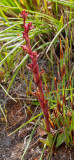 Disa ophrydea