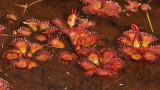 Drosera admirabilis