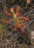 Drosera glabripes
