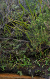 Drosera regia. Satellite plant.