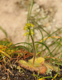 Holothrix villosa. Dwarfed.