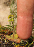 Holothrix villosa. Dwarfed with finger.