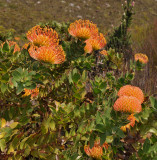 Leucospermum cordifolium. Closer.