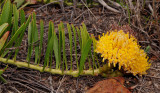 Leucospermum hypophyllocarpodendron subsp. canaliculatum.