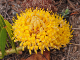 Leucospermum hypophyllocarpodendron subsp. canaliculatum. Close-up.