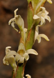Satyrium stenopetalum subsp. brevicalcaratum. Closer.