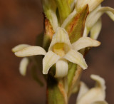 Satyrium stenopetalum subsp. brevicalcaratum. Close-up.