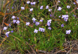 Viola decumbens