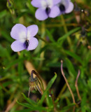 Viola decumbens. Closer.