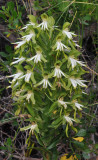 Bonatea speciosa. Closer.