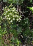 Bonatea speciosa