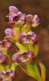 Corycium carnosum. Closer.