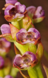 Corycium carnosum. Close-up.