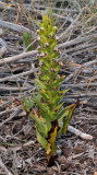 Disa hallackii