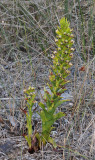 Disa hallackii