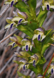 Disa hallackii. Blue. Closer.