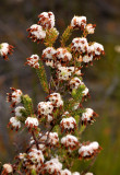 Erica cumuliflora